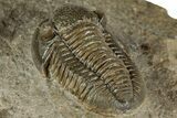 Detailed Gerastos Trilobite Fossil - Morocco #351273-4